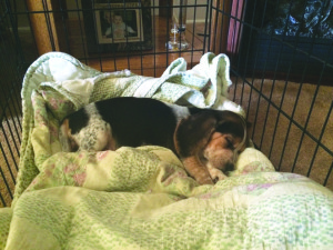 Photo courtesy of Jimmy Edwards. Sadie, an 8-week-old beagle, lays in her bed in fourth-year pharmacy major Jimmy Edwards’ home in Shaler. The family’s last dog was killed when Edwards’ father opened fire in the home in August. Edwards said Sadie is a “ball of energy.”