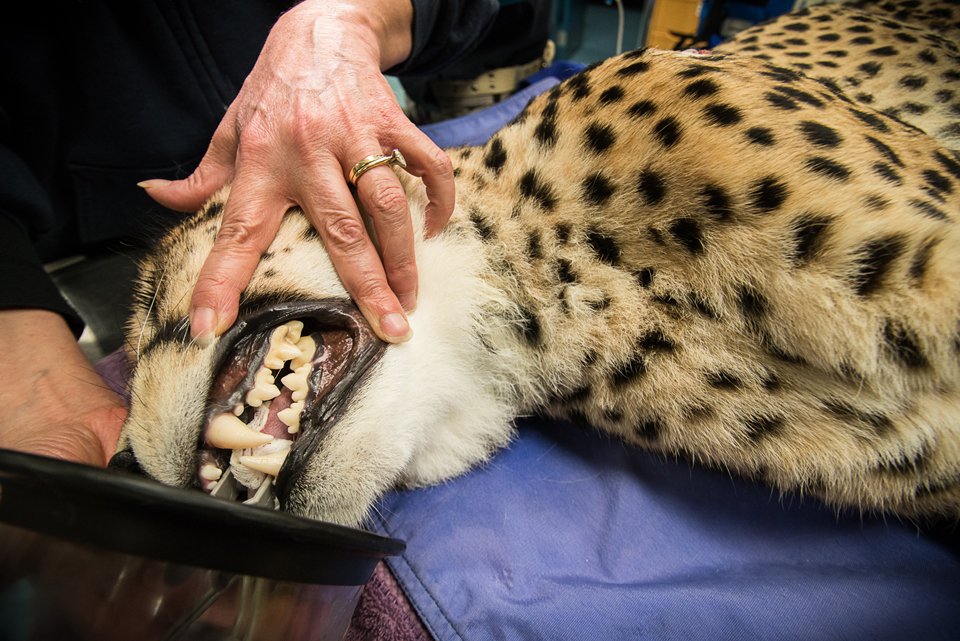 Features – Cheetah 1 (Credit – Paul A Selvaggio (for the Pittsburgh Zoo and Aquarium))