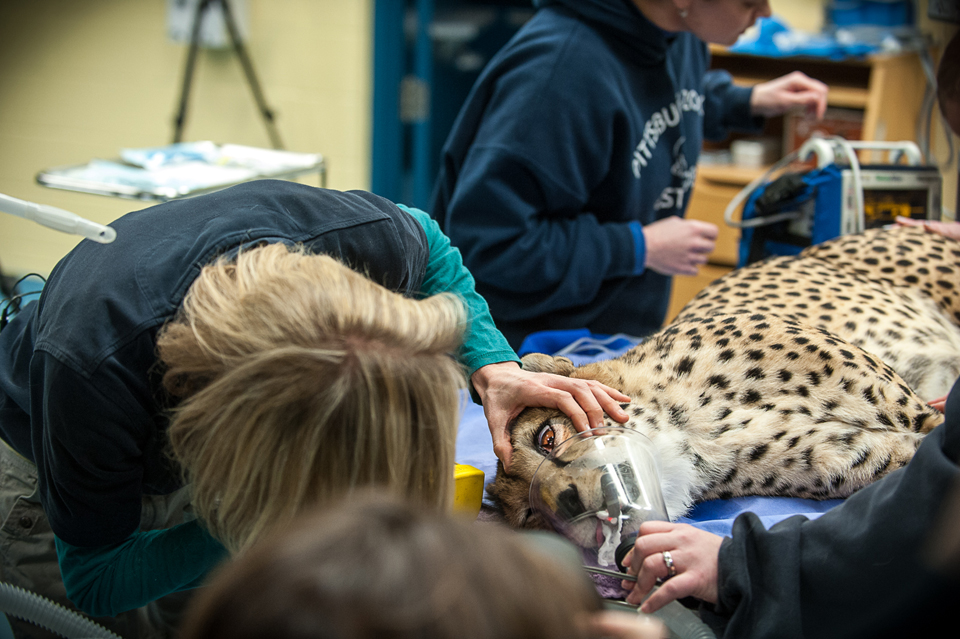 Features – Cheetah 2 (Credit – Paul A Selvaggio (for the Pittsburgh Zoo and Aquarium))