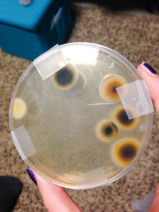 Photo courtesy of Madeleine Wood Sophomore Madeleine Wood was able to grow large mold spores in a Petri dish with samples taken from a wall on the first floor of Assumption Hall.